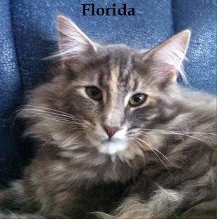 Florida-katzen-kleiner