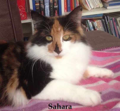 Sahara Katzen