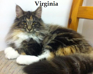 Virginia-Katzen